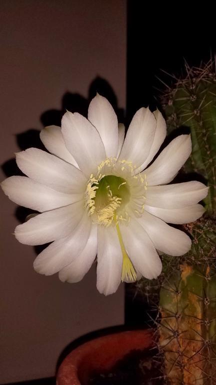 Casa Lorena 萨拉他蒙蒂鲁 外观 照片