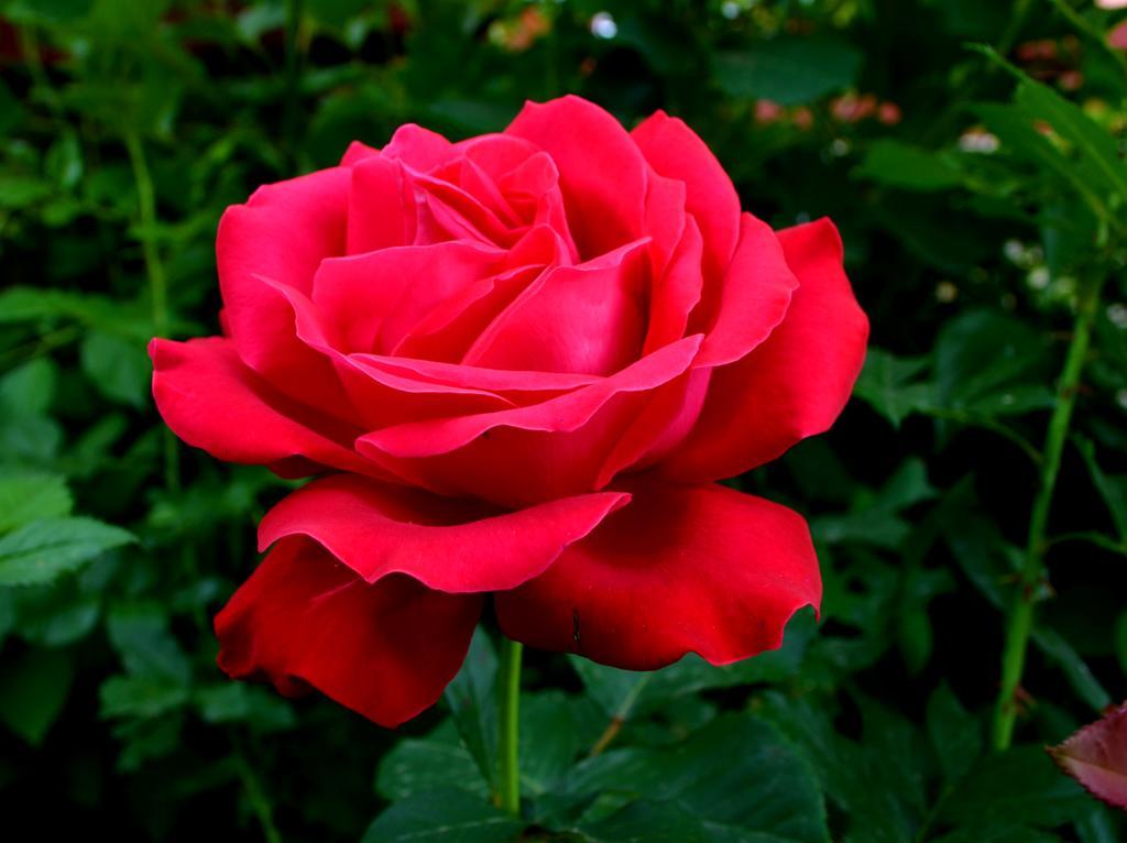 Casa Lorena 萨拉他蒙蒂鲁 外观 照片